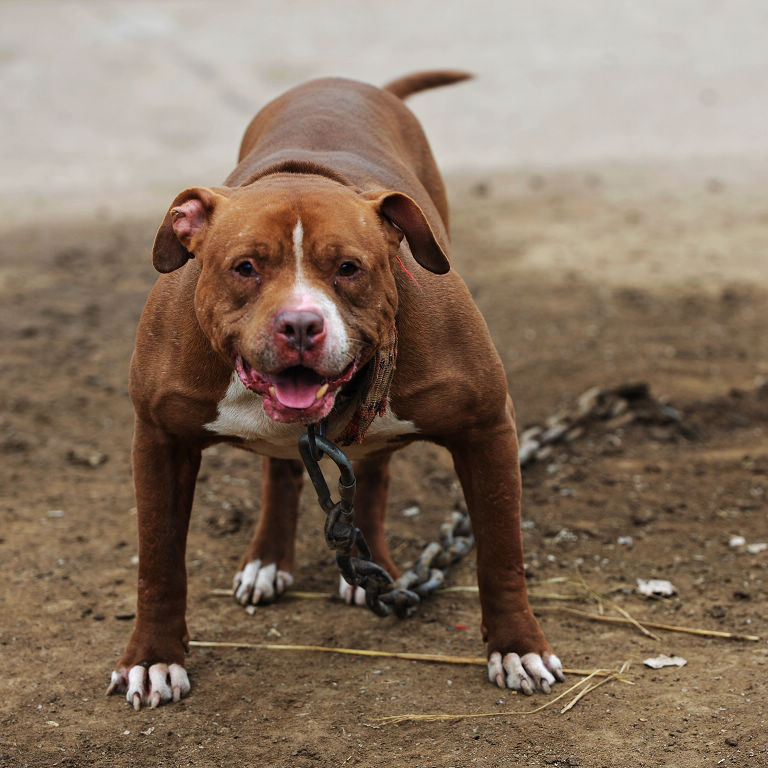 比特犬简介