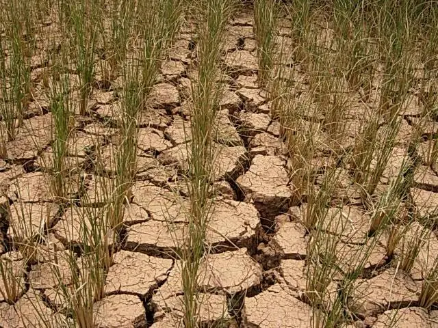 河南已达到轻度干旱等级，这将对当地生活及粮食种植工作带来哪些影响？