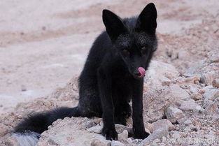 罕见银黑狐现身北京门头沟，这只黑狐到底从何而来？