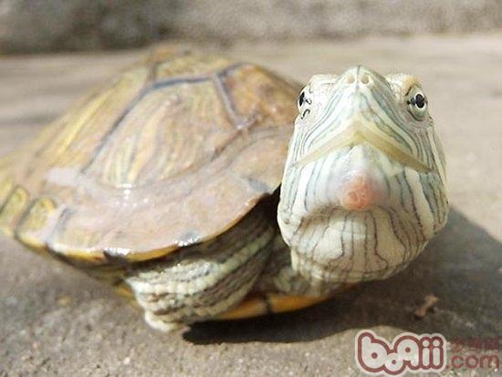 乌龟得白眼病？