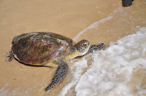 三亚亚龙湾青梅港惊现一只200多斤巨龟，这只生病的龟有哪些症状？