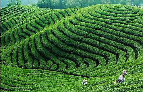 明前茶与雨前茶有啥区别？