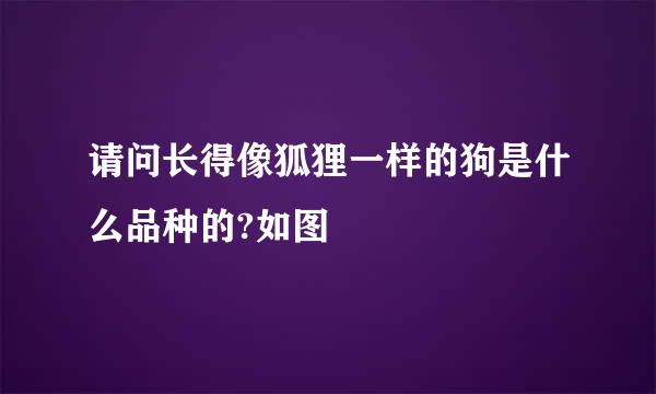 请问长得像狐狸一样的狗是什么品种的?如图