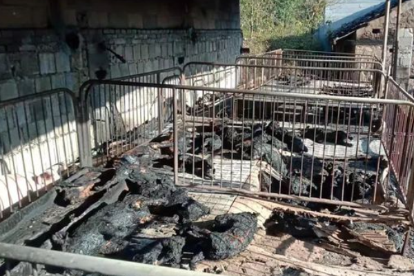 张家界一养猪场起火150头猪被烤焦，造成了多大的经济损失？
