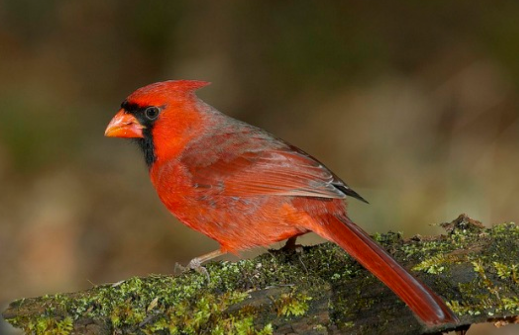 雌雄同体的北美红雀是什么颜色？