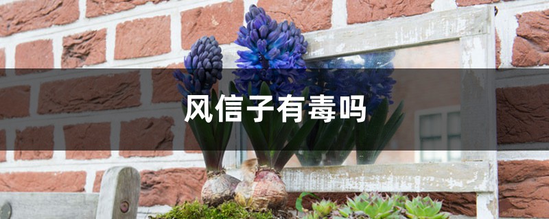 风信子花香有毒吗