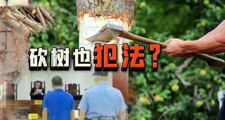 男子砍伐自家种的树被判2年半，并且公开道歉，问题到底出在哪儿呢？