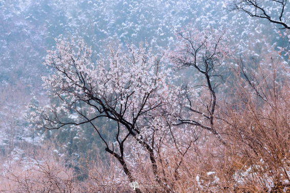 晴雪的意思