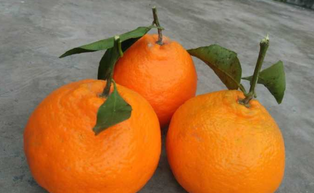 丑橘和粑粑柑有啥区别？