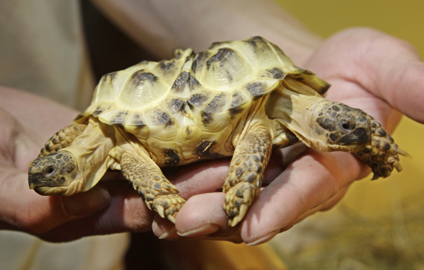 日本惊现基因突变的“双头龟”，为何会产生这种现象？