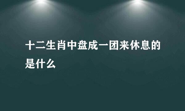 十二生肖中盘成一团来休息的是什么