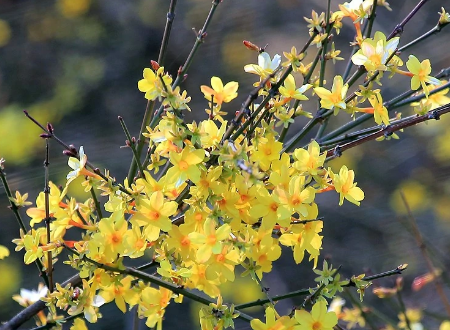 关于迎春花的资料