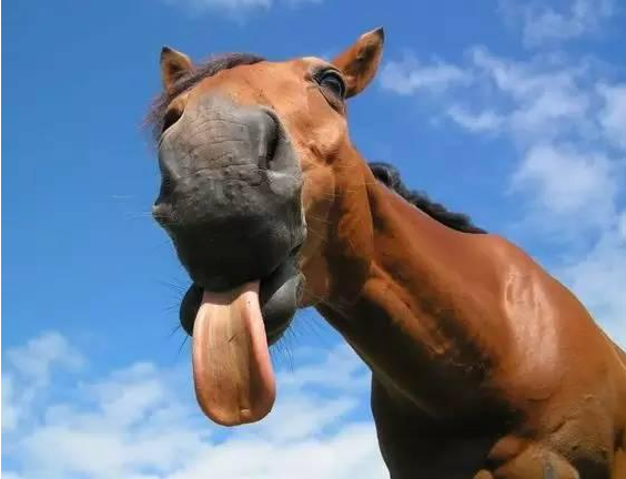 动物的舌头有哪些作用?