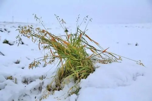 润雪兆丰年和今冬麦盖三层被，来年枕着馒头睡的意思。