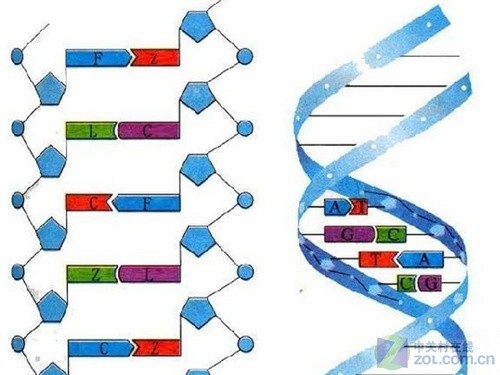 DNA分子结构模式图