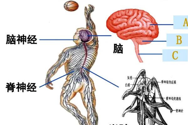 脑髓是什么意思