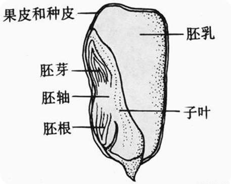 植物的胚根有什么作用