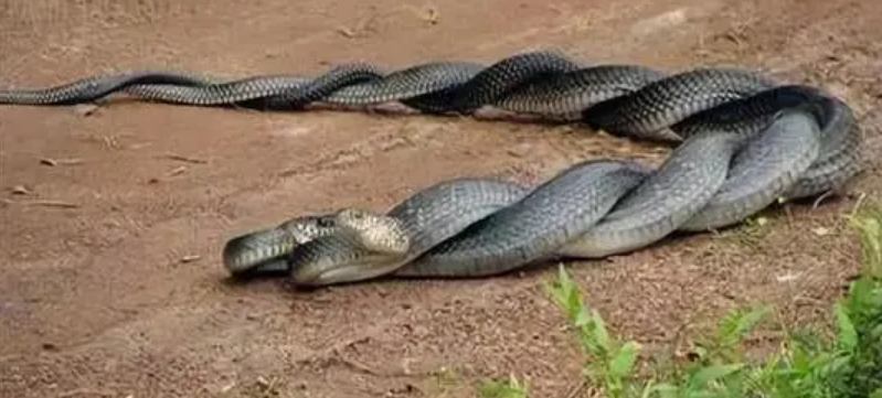 想知道蛇有几个繁殖器呢？
