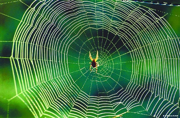 蜘蛛丝的结构