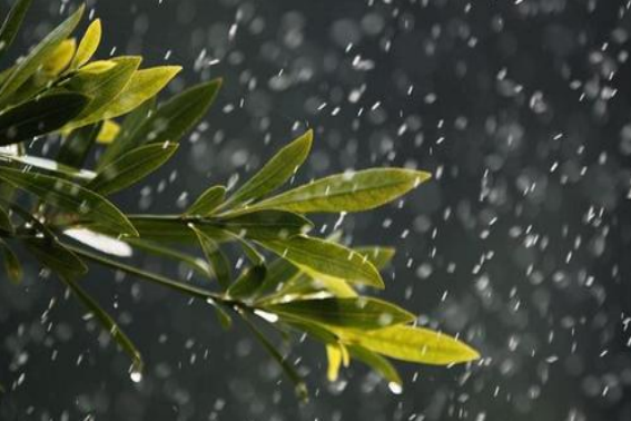 秋雨绵绵的意思是什么