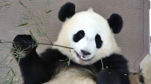 大熊猫古古被称为最不好惹的熊猫，你知道这个称号是怎么得来的吗？