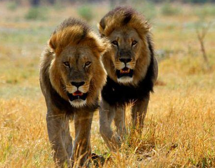 南非将禁止圈养狮子进行狩猎或作为宠物，该政策的初衷是什么？