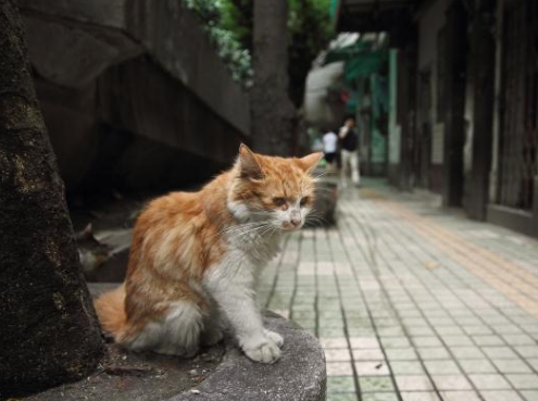 官方回应湖南永州市场卖现宰活猫，这到底是怎么回事？