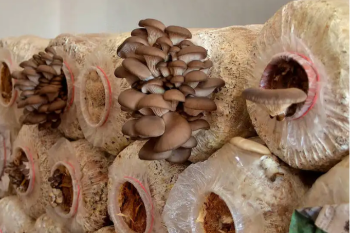 蘑菇菌种在哪里买