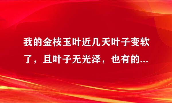 我的金枝玉叶近几天叶子变软了，且叶子无光泽，也有的开始变黄，怎么回事？