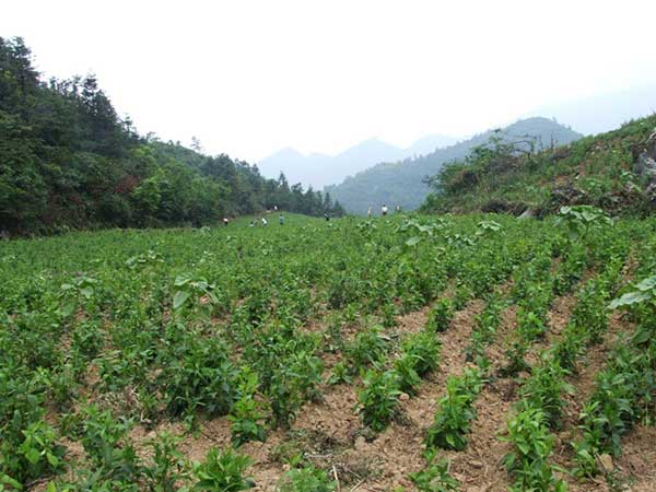 什么时间种植天麻好谢谢