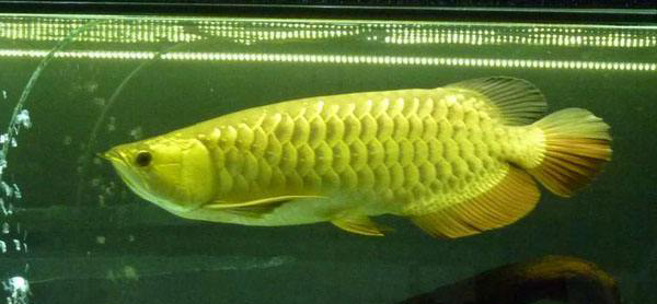 “巨滑舌鱼”是“金龙鱼”吗？