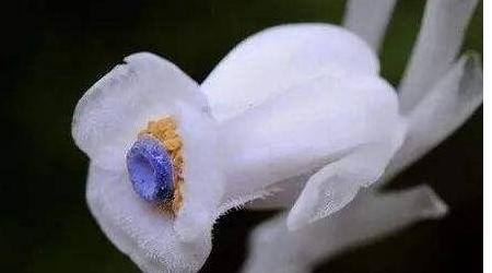 水晶兰为什么叫死亡之花？