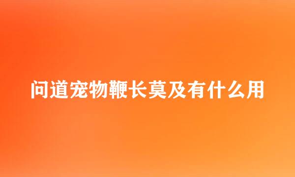 问道宠物鞭长莫及有什么用