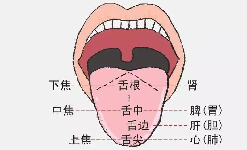 tongue什么意思