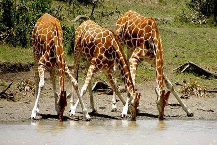 长颈鹿可以多久不喝水一年还是三年