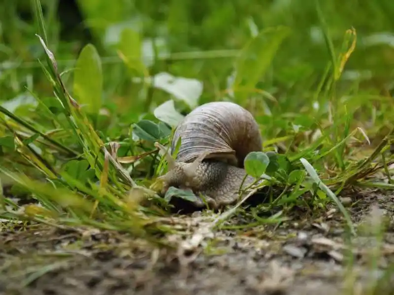 广东雨后出现的大蜗牛千万别碰，不能碰的原因是什么？