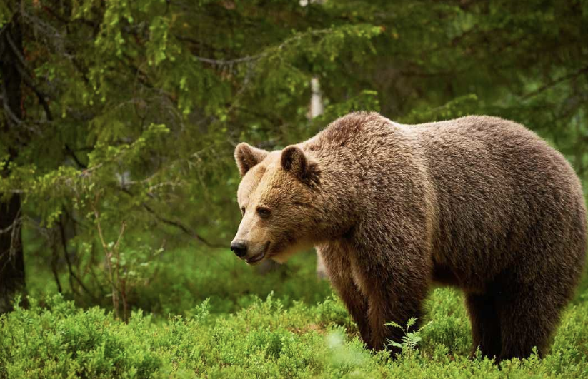 bear是什么意思中文