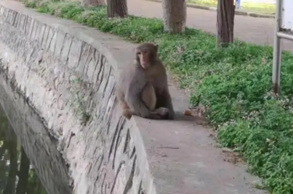 大闹南京的一只流浪猴被抓到了，抓到这猴子该如何处理？