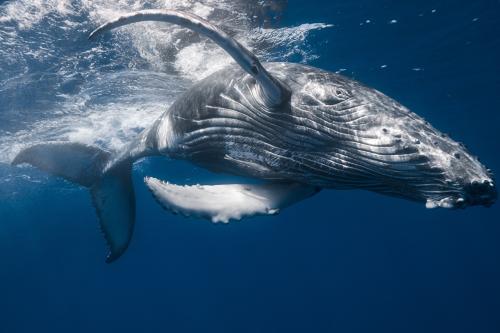 鲸鱼心脏每小时跳多少次？