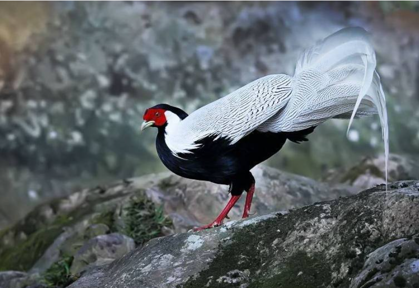 白鹇鸟是几级保护动物