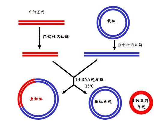 重组dna技术包括哪些主要步骤