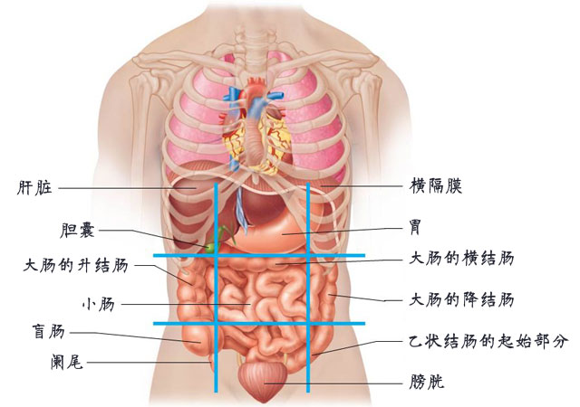 腹部九分法中，九个区分别有什么器官？