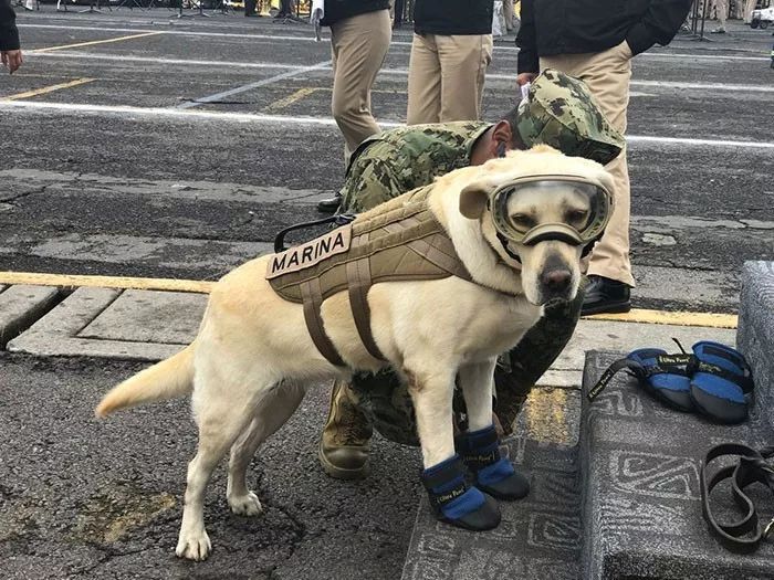 退役搜救犬不愿离开，这是否是人与自然和谐的一种表现？