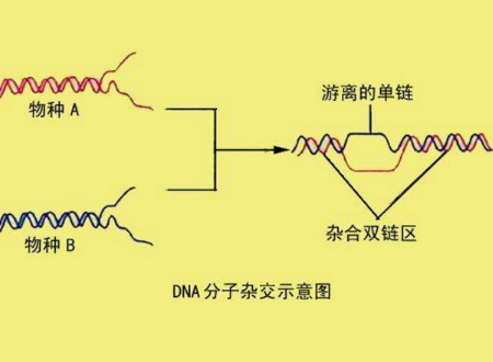 DNA探针的作用是什么？ （高三基因工程） DNA分子杂交技术又是什么？在哪里用到？