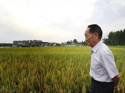 袁隆平超级杂交稻测产，“超优千号”平均亩产达到多少公斤？