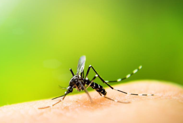 3类人类最吸引蚊子，你知道是哪些人吗？