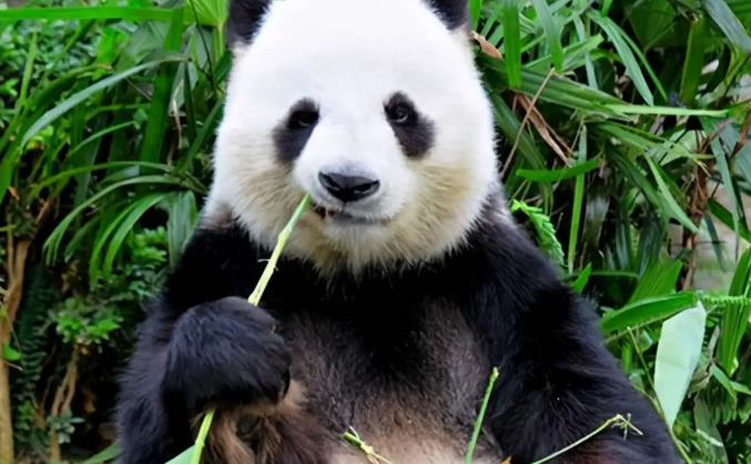 野生大熊猫分布在哪些地区？