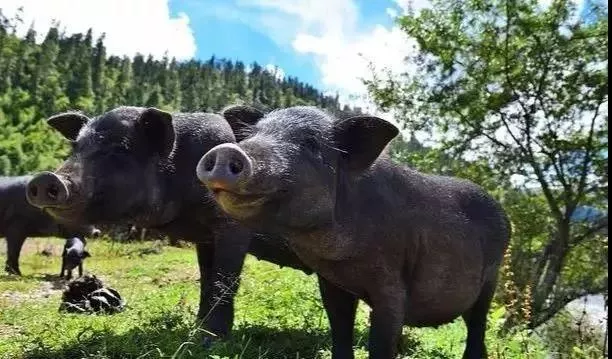 数千头猪听到音乐后回家吃饭，成“精”的猪是什么品种？