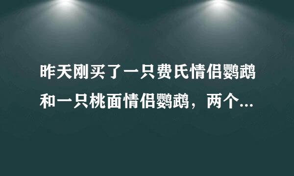 昨天刚买了一只费氏情侣鹦鹉和一只桃面情侣鹦鹉，两个小家伙可不可一养在一个笼子里呀？会不会打架？