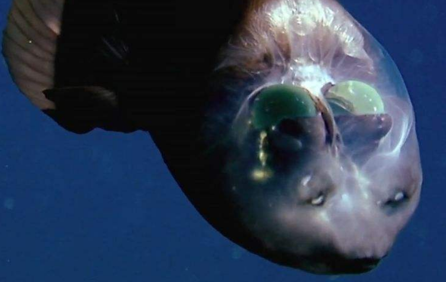 潜水员深海发现幽灵鱼，幽灵鱼的叫法是如何而来呢？